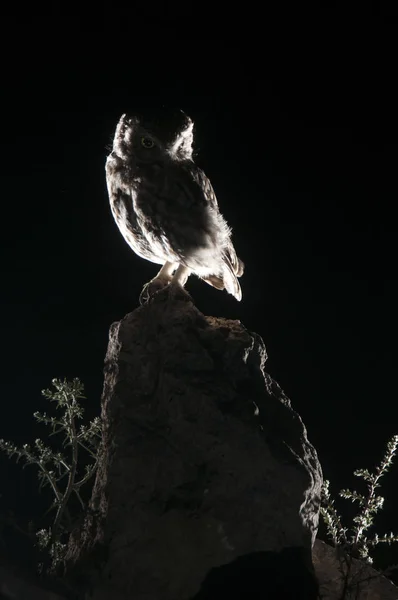 Athene Noctua Búho Encaramado Una Roca Por Noche Búho Pequeño — Foto de Stock