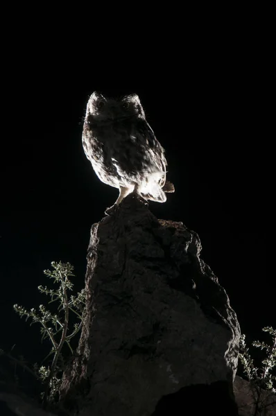 Athene Noctua Búho Encaramado Una Roca Por Noche Búho Pequeño — Foto de Stock