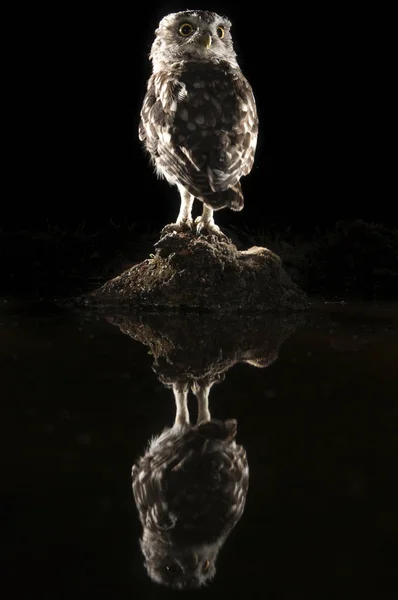 Atenea Noctua Búho Encaramado Una Roca Por Noche Con Reflejo — Foto de Stock