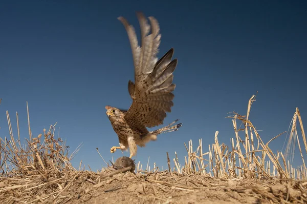 Lesser Kestrel Female Hunting Mouse Falco Naumanni — Stock Photo, Image