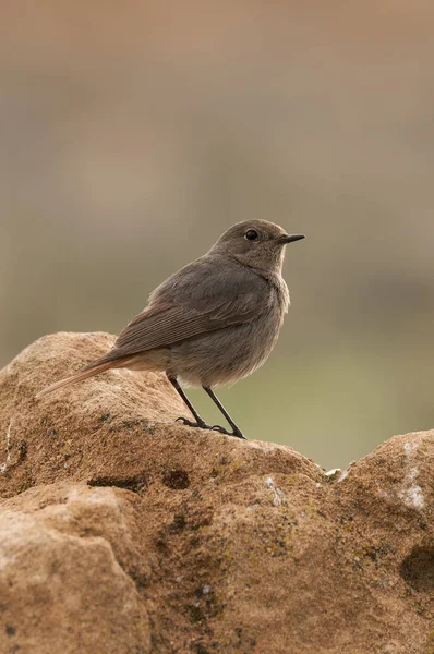 Fekete Vörösfenyő Phoenicurus Ochruros — Stock Fotó