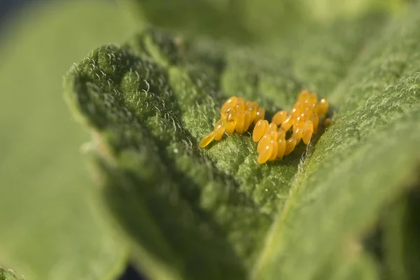 Колорадський Жук Яйця Їдять Листя Картоплі Leptinotarsa Decemlineata — стокове фото