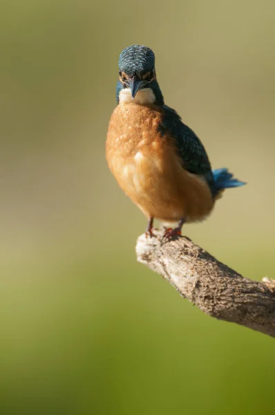 Kingfisher Alcedo Atthis Empoleirado — Fotografia de Stock