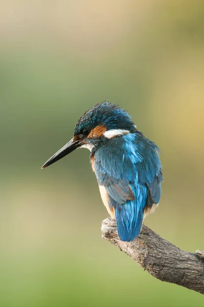 Kingfisher Alcedo Atthis Empoleirado — Fotografia de Stock