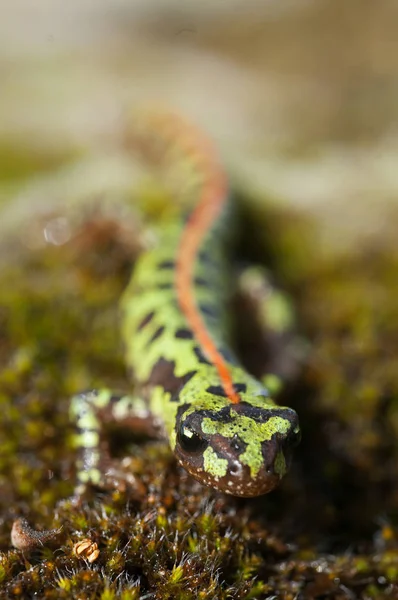 Trpasličích Mramorovaný Newt Triturus Trpasličí Obojživelníků — Stock fotografie