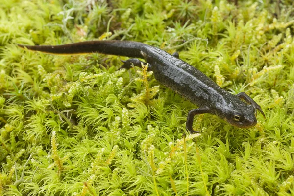 Triturus Boscai Lissotriton Boscai Triton Anfibio Охоронюваних Видів — стокове фото