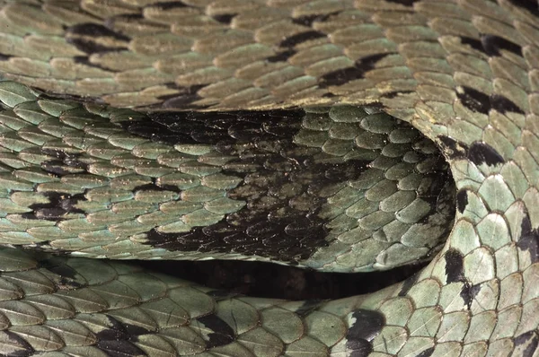 Užovka Obojková Natrix Natrix Oko Náhrdelník — Stock fotografie