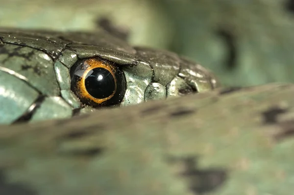 Serpent Herbe Natrix Natrix Oeil Collier — Photo