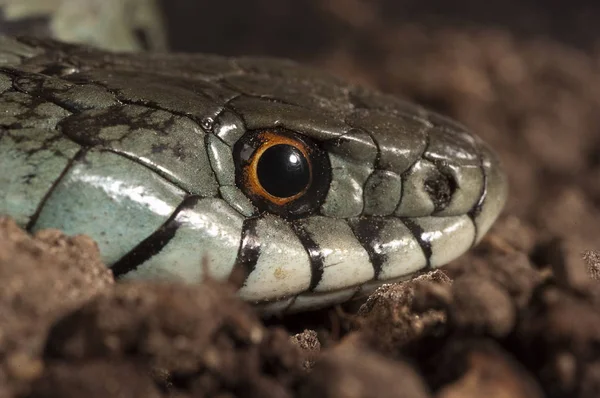 Užovka Obojková Natrix Natrix Oko Náhrdelník — Stock fotografie