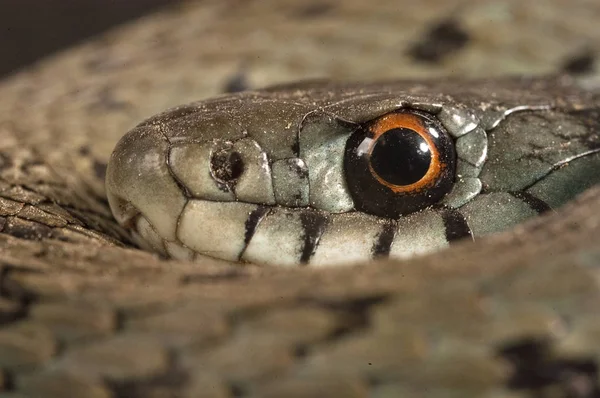 Vízi Sikló Natrix Natrix Szem Nyaklánc — Stock Fotó