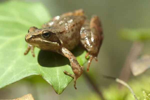 Iberyjskiego Rana Iberica Długonoga Żaba — Zdjęcie stockowe