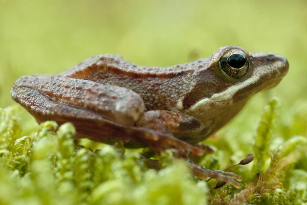 이베리아 개구리 Rana Iberica 갖췄다 개구리 — 스톡 사진