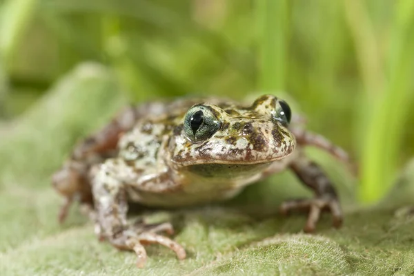 이베리아 Sapillo Pelodytes Ibericus — 스톡 사진