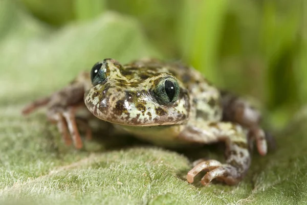 Iberische Gespikkelde Zuid Pelodytes Ibericus Amfibie — Stockfoto