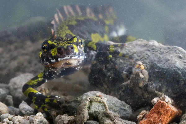 Mramorovaný Newt Triturus Marmoratus Vodě Hřeben Obojživelníků — Stock fotografie