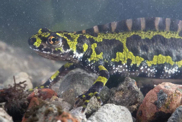 Marbled Newt Triturus Marmoratus Water Crest Amphibian — Stock Photo, Image