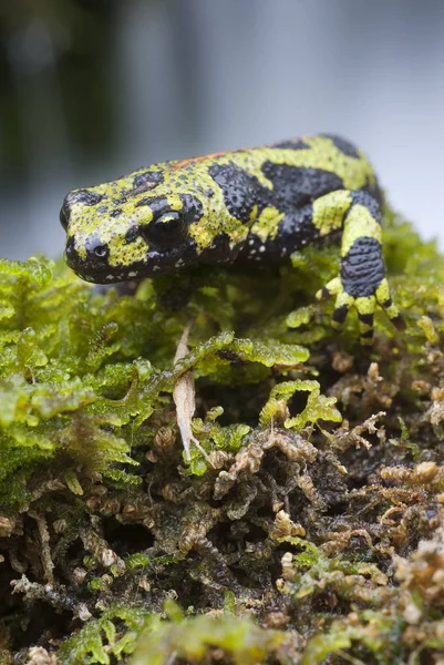 Tritão Marmóreo Triturus Marmoratus Água Crista Anfíbio — Fotografia de Stock