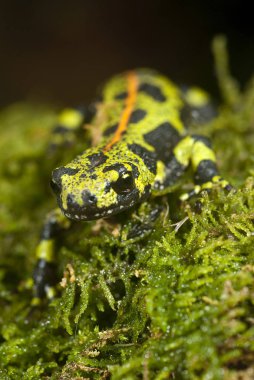 Mermer newt, su, sorguç, amfibi Triturus pavuryası