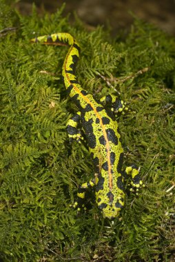 Mermer newt, su, sorguç, amfibi Triturus pavuryası