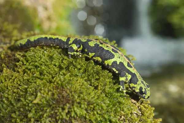 Mramorovaný Newt Triturus Marmoratus Vodě Hřeben Obojživelníků — Stock fotografie