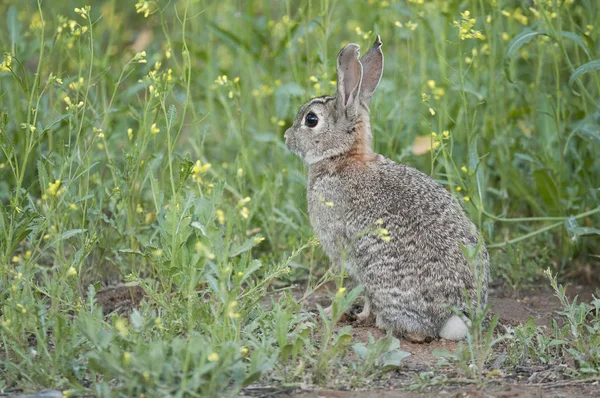 Rabbit Portrait Natural Habitat Life Meadow European Rabbit Oryctolagus Cuniculus — Stock Photo, Image