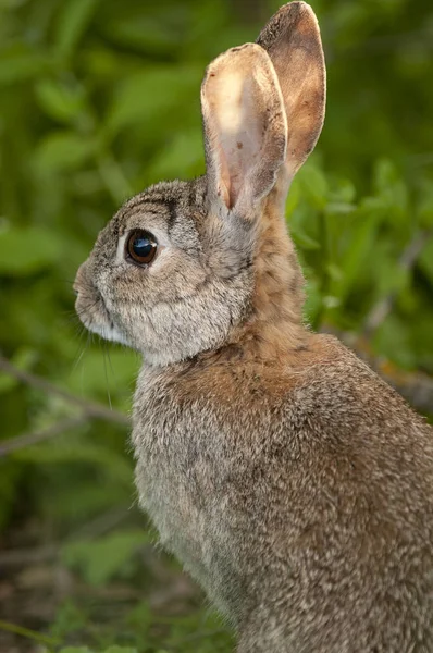 自然の生息地 牧草地での生活でウサギの肖像画 アナウサギ テクニック — ストック写真