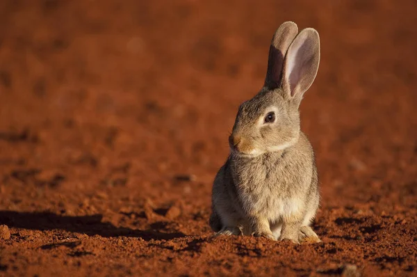 Schattige Dieren Konijn Natuurlijke Habitat Leven Weide Konijn Oryctolagus Cuniculus — Stockfoto