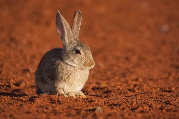 Sevimli Hayvan Tavşan Doğal Ortamlarında Çayır Hayatta Avrupa Tavşan Kırmızı — Stok fotoğraf