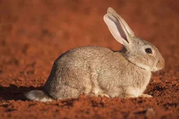 Schattige Dieren Konijn Natuurlijke Habitat Leven Weide Konijn Oryctolagus Cuniculus — Stockfoto