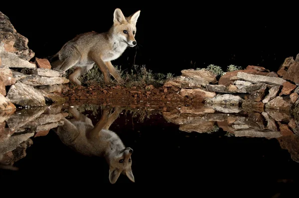 Zorro Vulpes Vulpes Agua Potable Con Reflejo — Foto de Stock