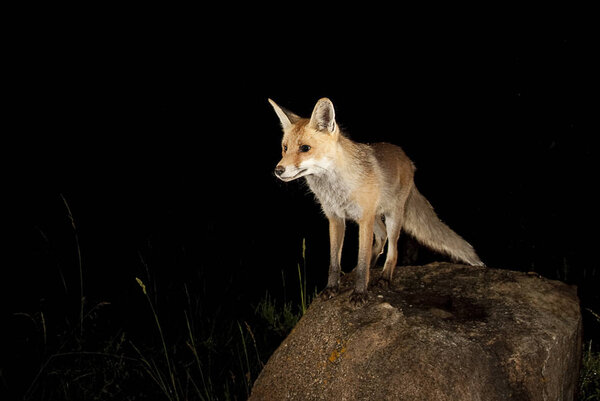 Fox, vulpes vulpes, portrait on top of a stone
