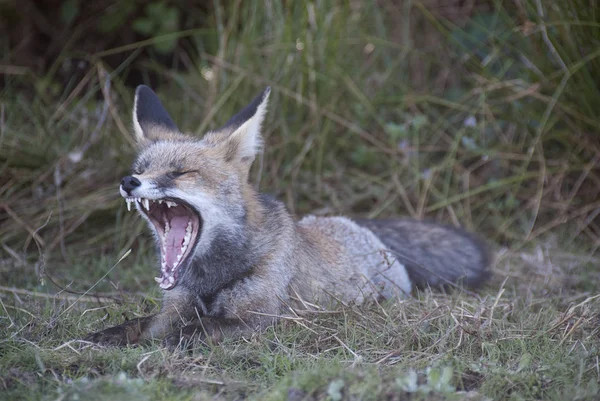 Fox Vulpes Vulpes Looking Food Meadow Portrait — Stock Photo, Image