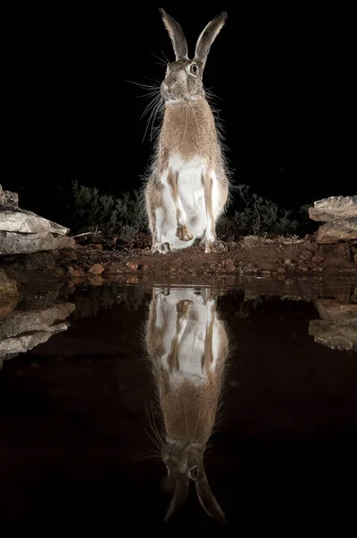 Lepus Europaeus Lepus Lena Granatensis Portrait Drinking Water Reflection — Stock Photo, Image