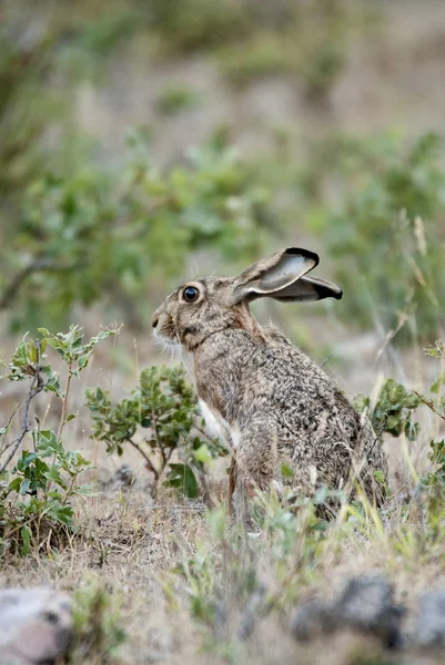 Rabbit Portrait Natural Habitat Life Meadow European Rabbit Oryctolagus Cuniculus — Stock Photo, Image