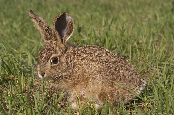 Little Baby Hare Lepus Europaeus Lepus Granatensis Portrait — Stock Photo, Image