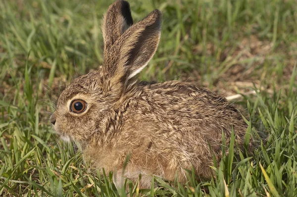 Little Baby Haas Lepus Europaeus Lepus Granatensis Portret — Stockfoto