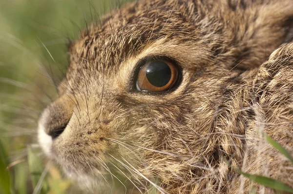 Little Baby Hare Lepus Europaeus Lepus Granatensis Portrait — Stock Photo, Image