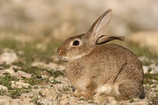 Портрет Кролика Естественной Среде Обитания Жизнь Лугу Европейский Кролик Oryctolagus — стоковое фото