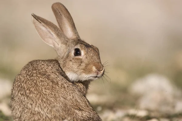 Hasenporträt Natürlichen Lebensraum Leben Auf Der Wiese Europäisches Kaninchen Oryctolagus — Stockfoto