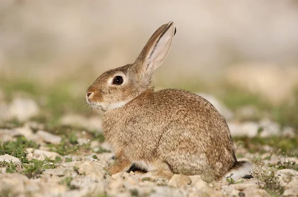 Retrato Conejo Hábitat Natural Vida Prado Conejo Europeo Oryctolagus Cuniculus — Foto de Stock