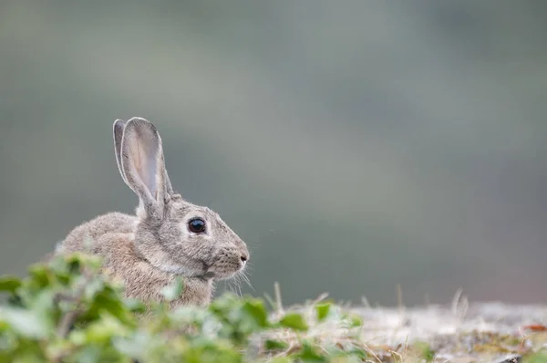 Konijn Portret Natuurlijke Habitat Leven Weide Konijn Oryctolagus Cuniculus — Stockfoto