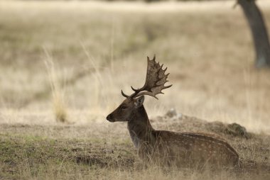 Nadas geyikler, Dama dama, İspanya