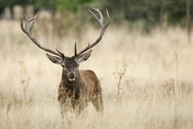 Kızıl geyik, Cervus elaphus, Wild