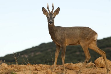 Karaca, capreolus capreolus