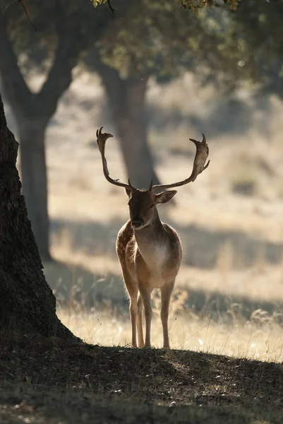 Jachères Dama Dama Espagne — Photo