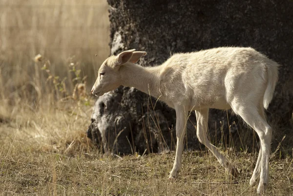 Trädor Rådjur Dama Dama Spanien Albino Sällsynt Vit — Stockfoto