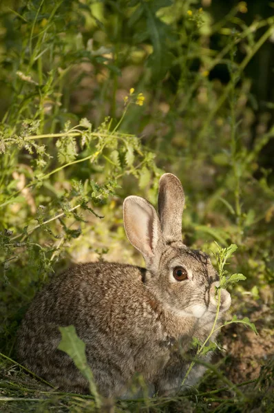 Konijn Portret Natuurlijke Habitat Leven Weide Konijn Oryctolagus Cuniculus — Stockfoto