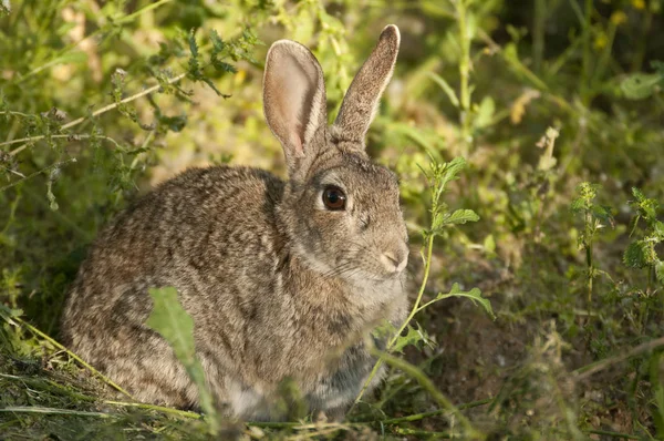 Rabbit Portrait Natural Habitat Life Meadow European Rabbit Oryctolagus Cuniculus — Stock Photo, Image