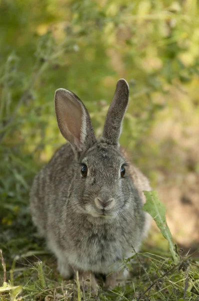 Retrato Conejo Hábitat Natural Vida Prado Conejo Europeo Oryctolagus Cuniculus — Foto de Stock