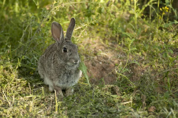 Retrato Conejo Hábitat Natural Vida Prado Conejo Europeo Oryctolagus Cuniculus — Foto de Stock